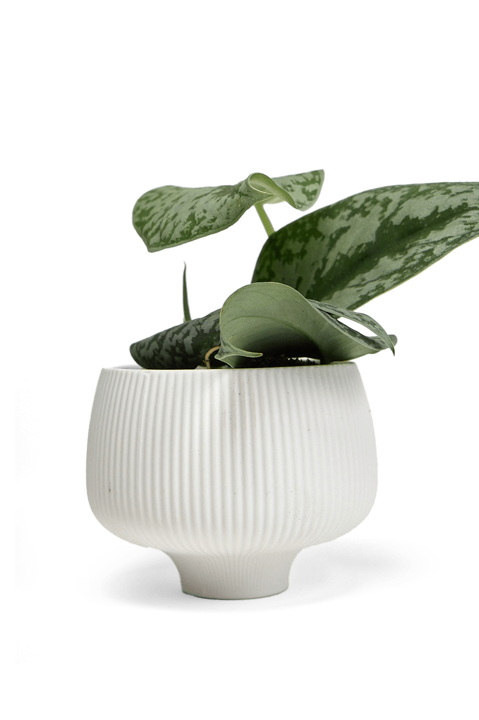 Lilo Porcelain Modern Indoor Plant Pot - Chive Ceramics Studio - Pots - Chive US