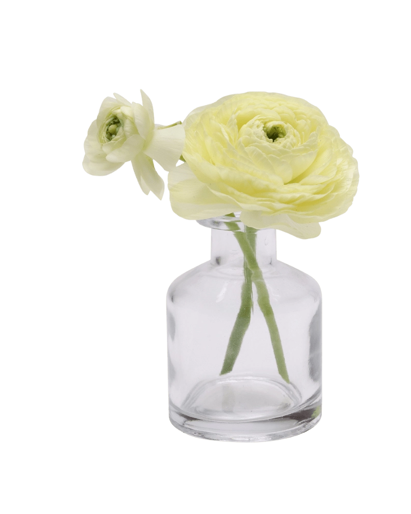 Chive Loft apothecary glass bud vase in clear glass styled with a pale yellow ranunculus bloom.