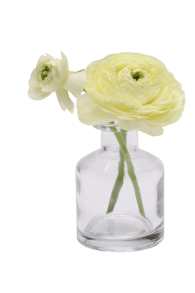 Chive Loft apothecary glass bud vase in clear glass styled with a pale yellow ranunculus bloom.