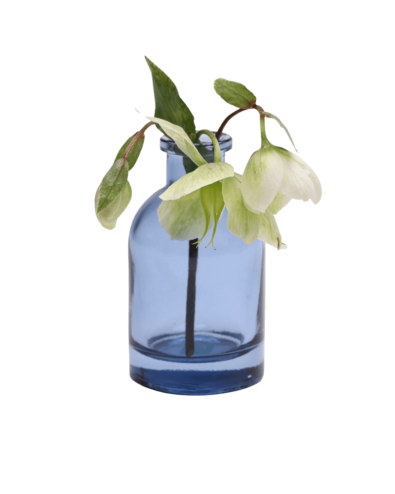 Chive Loft glass bud vase in medium blue styled with a drooping white hellebore stem.