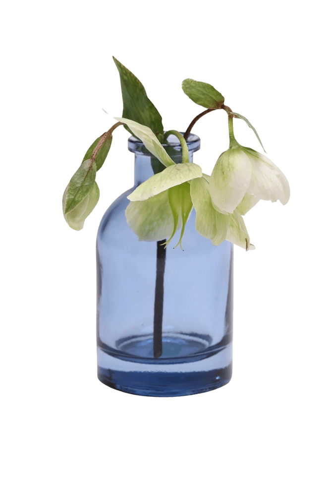 Chive Loft glass bud vase in medium blue styled with a drooping white hellebore stem.