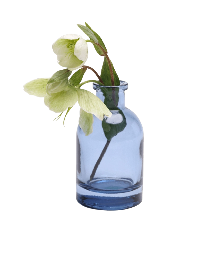 Chive Loft glass bud vase in medium blue, angled view with a white hellebore bloom and leaves.
