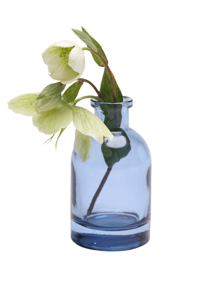 Chive Loft glass bud vase in medium blue, angled view with a white hellebore bloom and leaves.