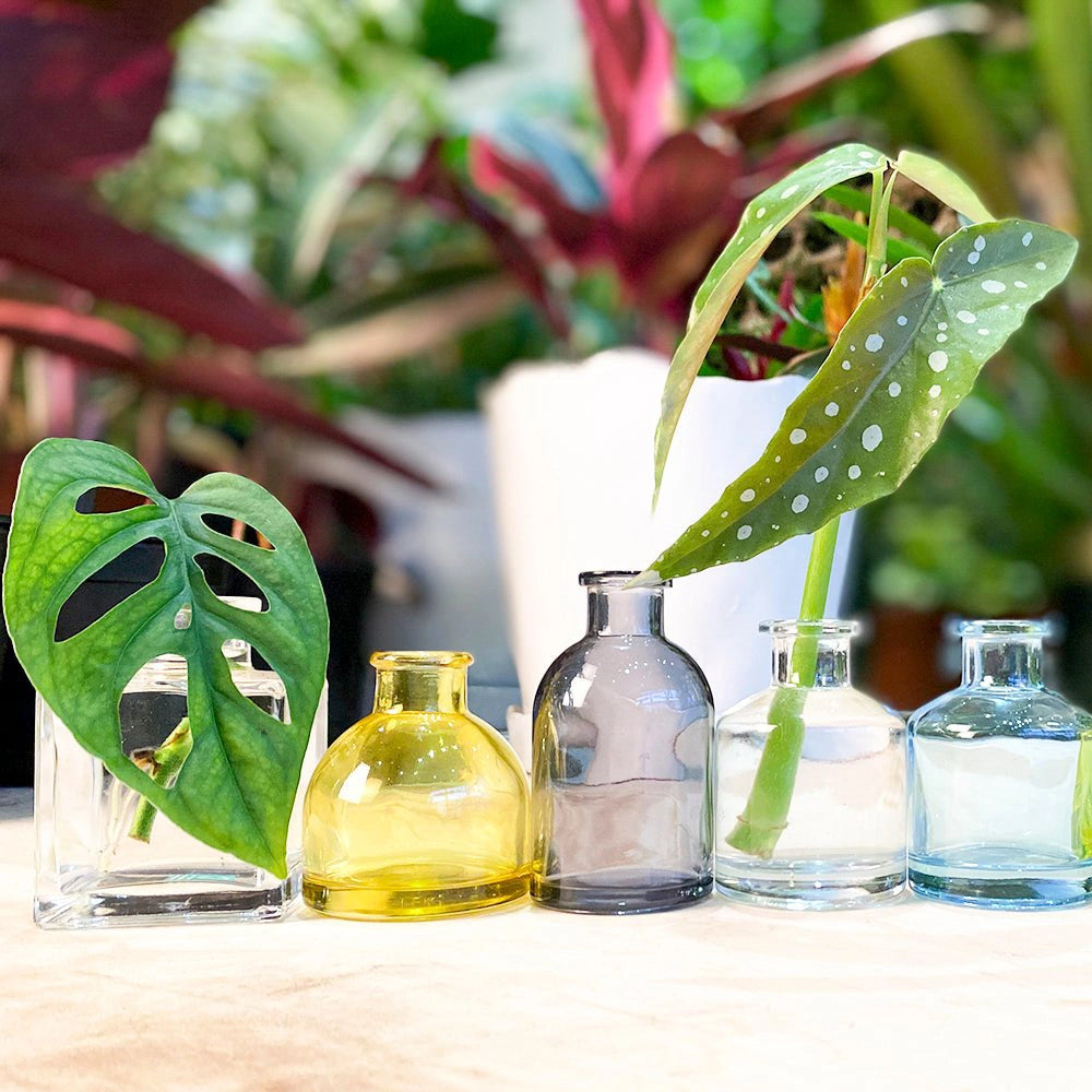 Chive Loft glass bud vase collection styled among houseplants with a monstera cutting and spotted begonia leaf.