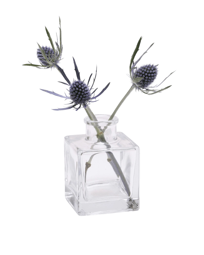 Chive Loft cube glass bud vase in clear glass styled with two blue thistle stems.