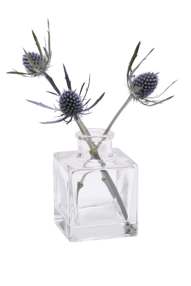 Chive Loft cube glass bud vase in clear glass styled with two blue thistle stems.