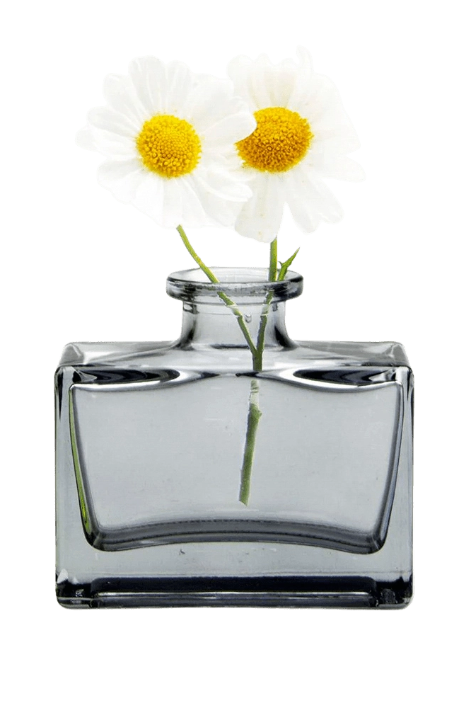 Chive Loft square glass bud vase in smoke grey styled with two small white daisy blooms.