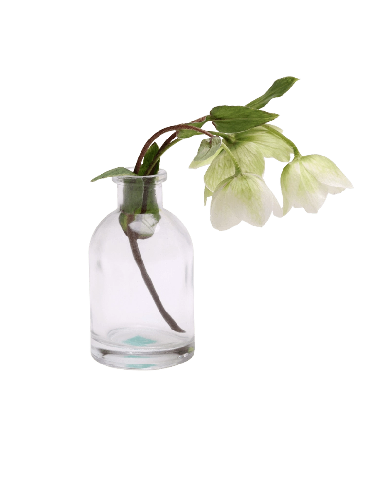 Chive Loft tall glass bud vase in clear glass styled with a white hellebore stem in bloom.