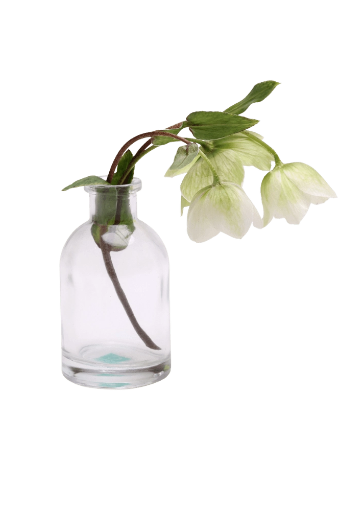 Chive Loft tall glass bud vase in clear glass styled with a white hellebore stem in bloom.