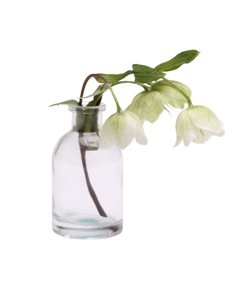 Chive Loft tall glass bud vase in clear glass, shown from a side angle with white hellebore blooms.
