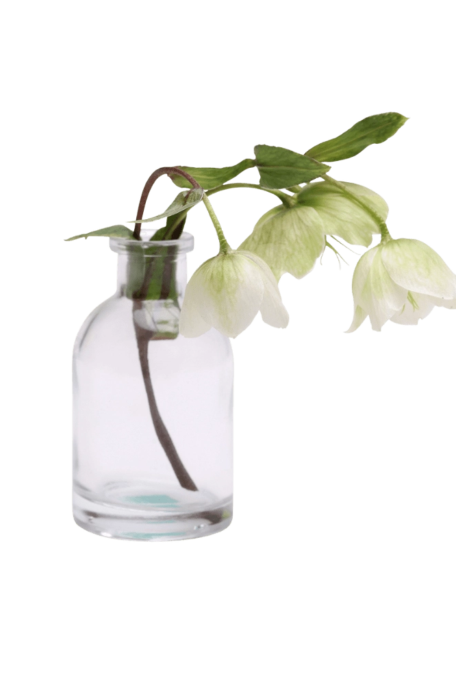 Chive Loft tall glass bud vase in clear glass, shown from a side angle with white hellebore blooms.