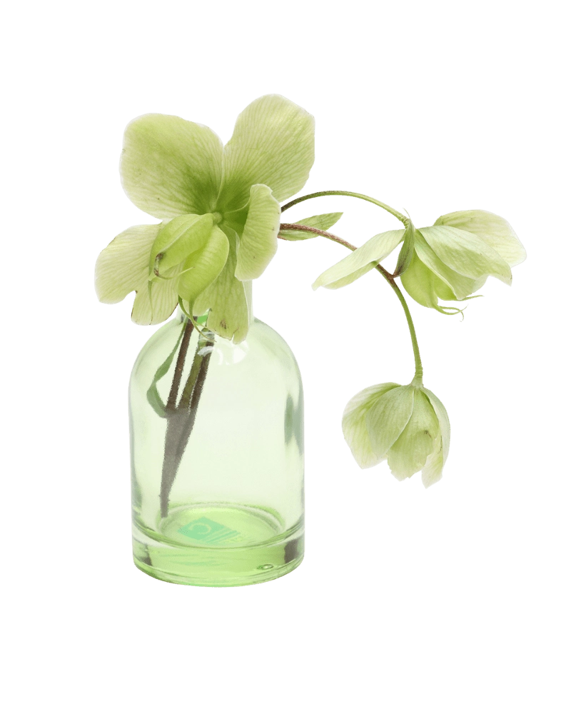 Chive Loft tall glass bud vase in green styled with a green hellebore stem in bloom.