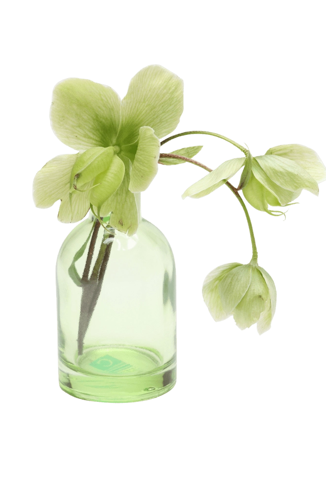 Chive Loft tall glass bud vase in green styled with a green hellebore stem in bloom.