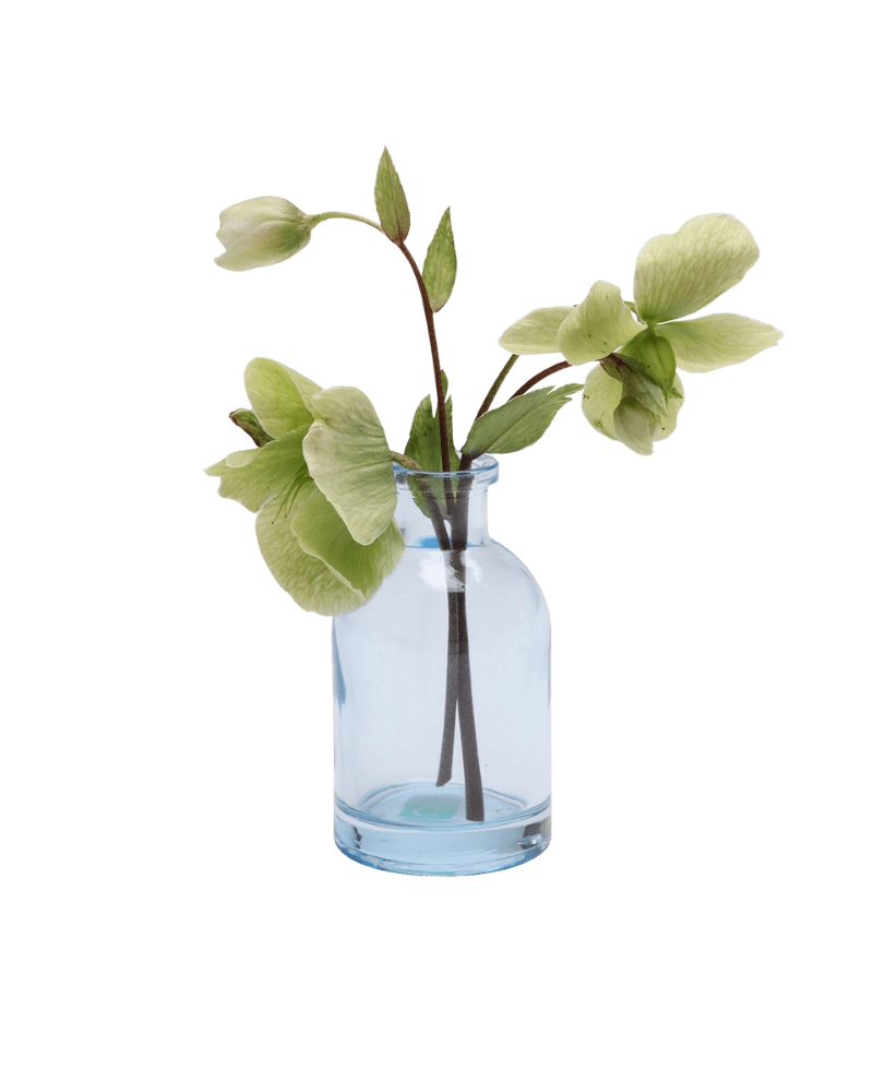 Chive Loft tall glass bud vase in light blue styled with a green hellebore stem in bloom.