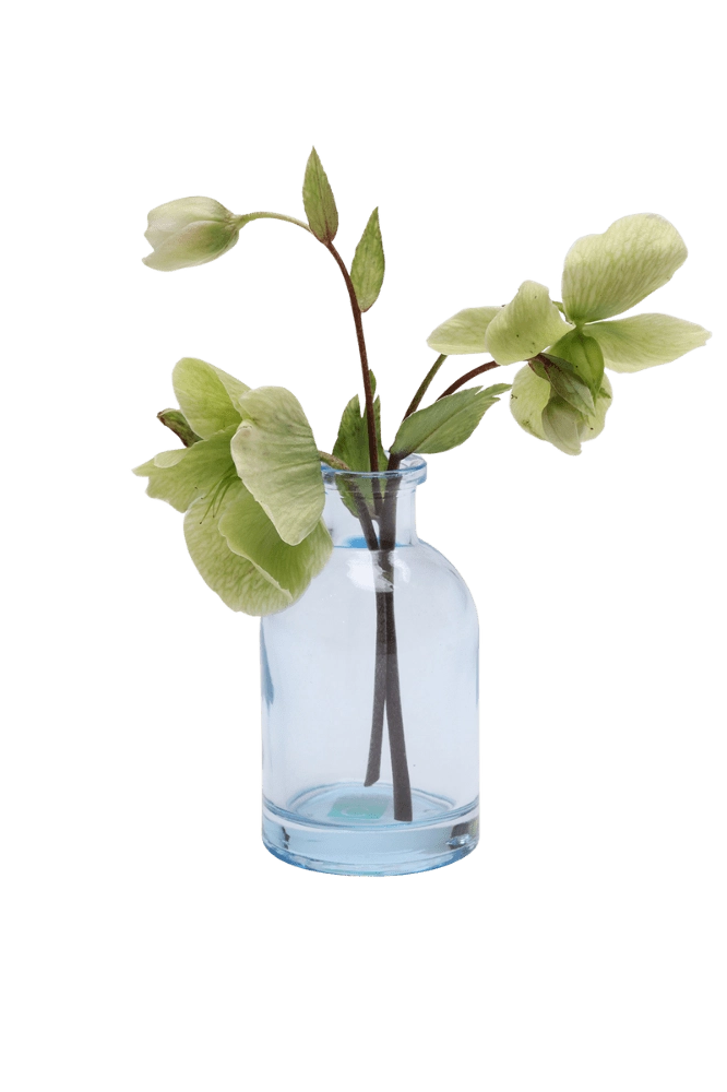 Chive Loft tall glass bud vase in light blue styled with a green hellebore stem in bloom.