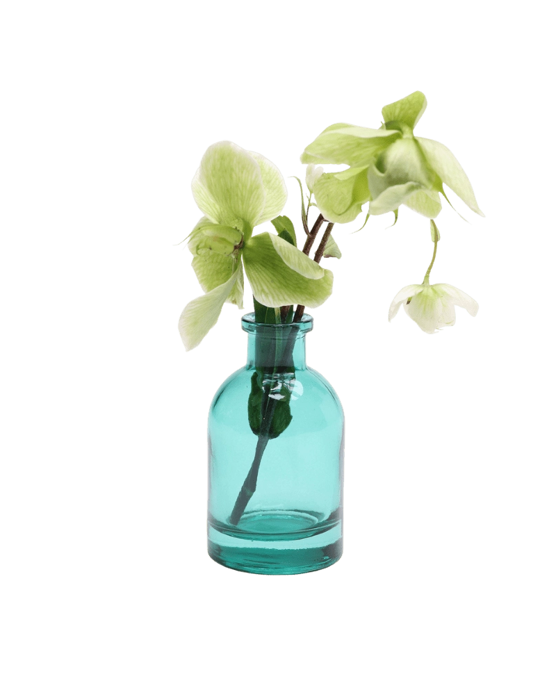 Chive Loft tall glass bud vase in teal styled with a green hellebore stem in bloom.