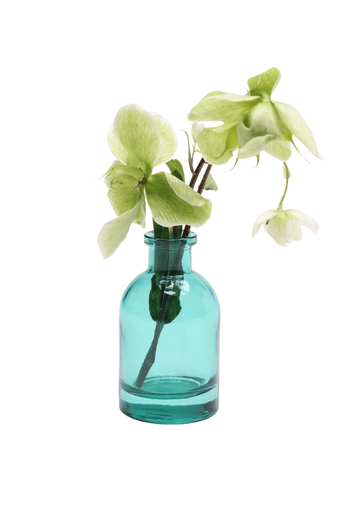 Chive Loft tall glass bud vase in teal styled with a green hellebore stem in bloom.