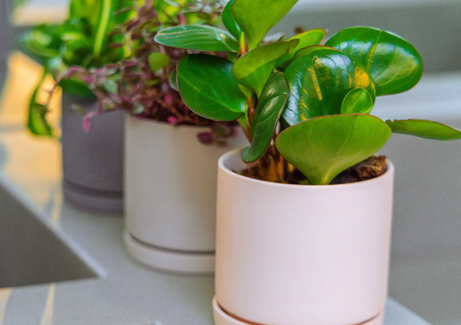 Chive Dojo medium planters in white, light grey, and blue-grey on a kitchen counter, each styled with a different houseplant.