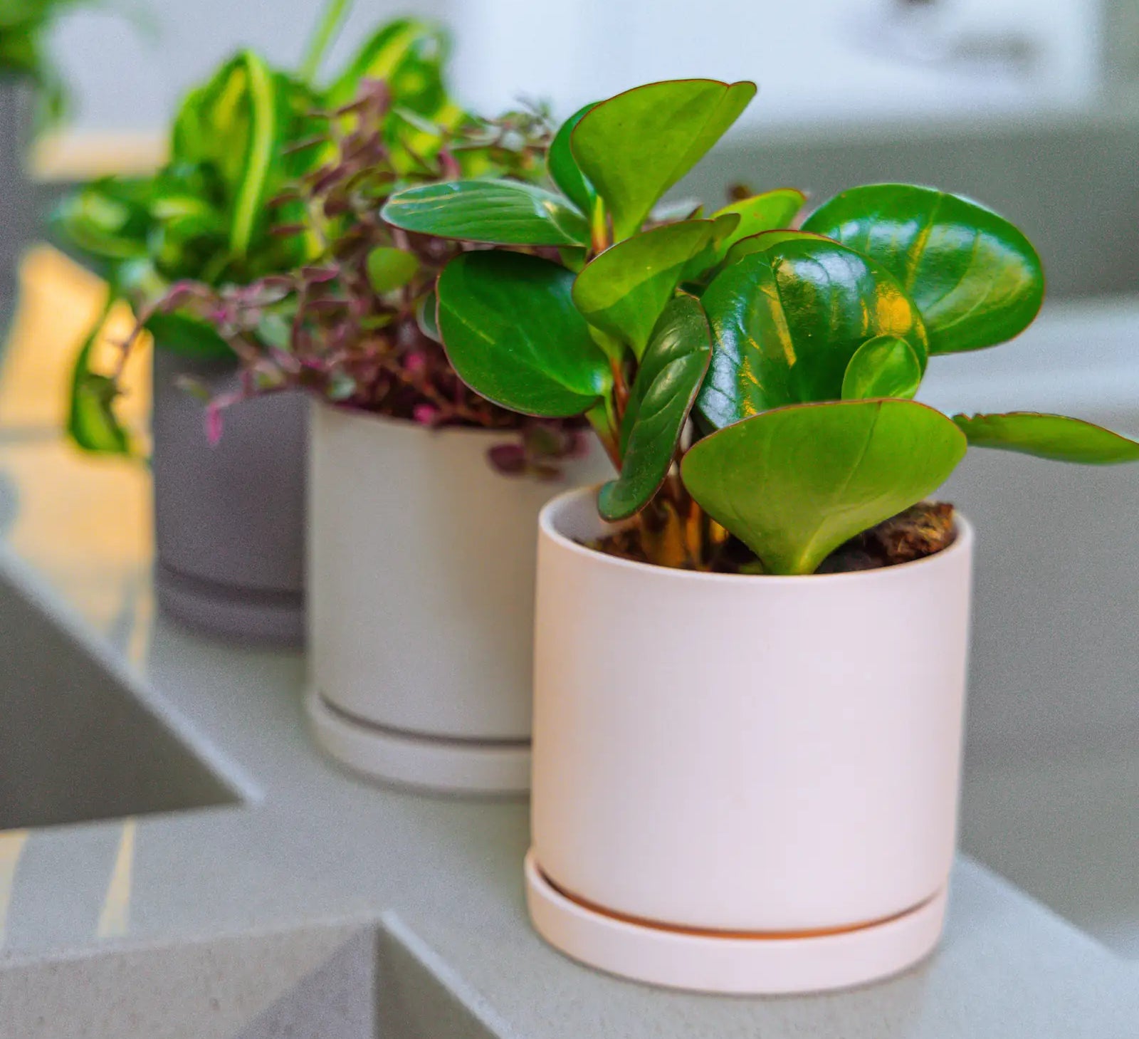 Chive Dojo medium planters in white, light grey, and blue-grey on a kitchen counter, each styled with a different houseplant.