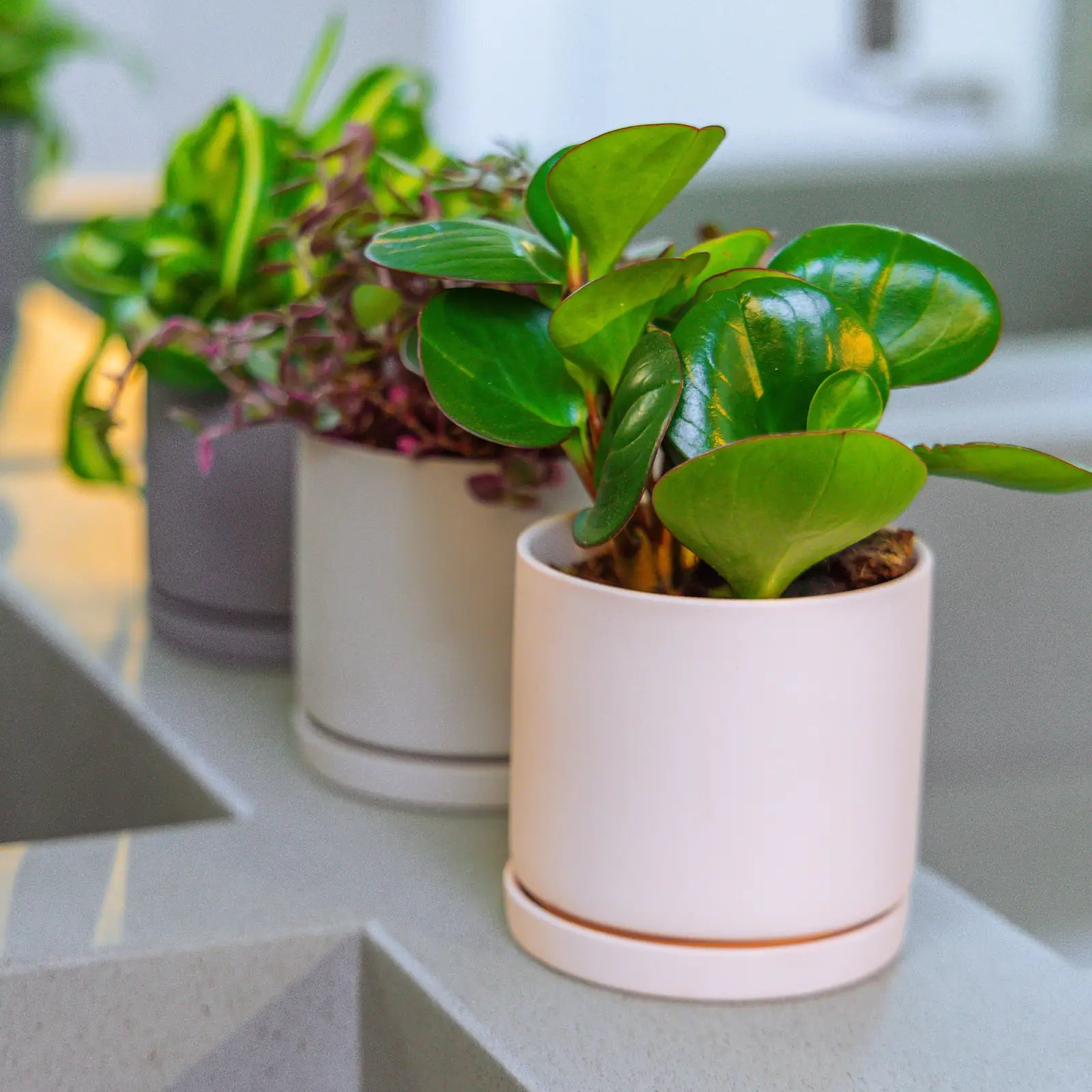 Chive Dojo medium planters in white, light grey, and blue-grey on a kitchen counter, each styled with a different houseplant.