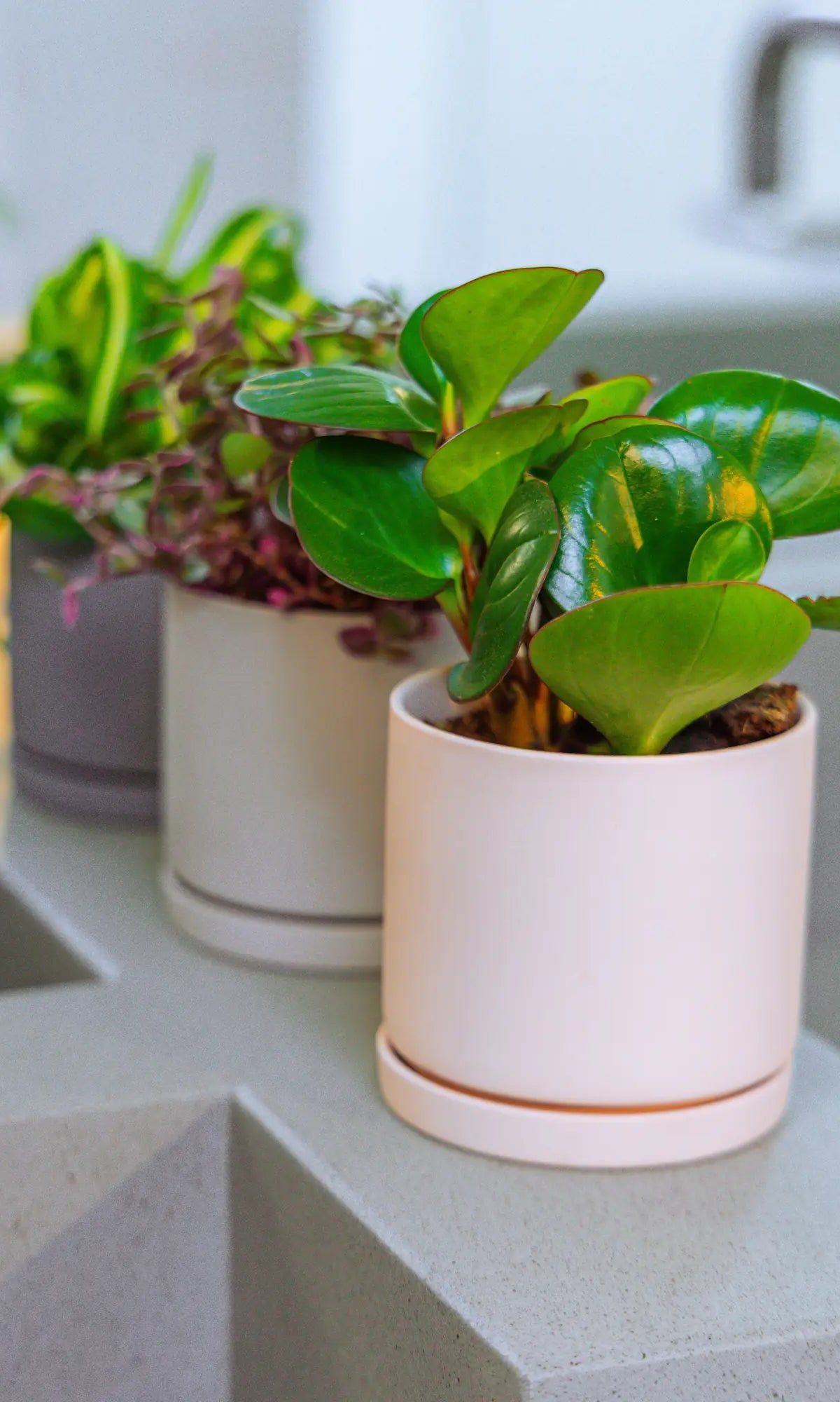Chive Dojo medium planters in white, light grey, and blue-grey on a kitchen counter, each styled with a different houseplant.