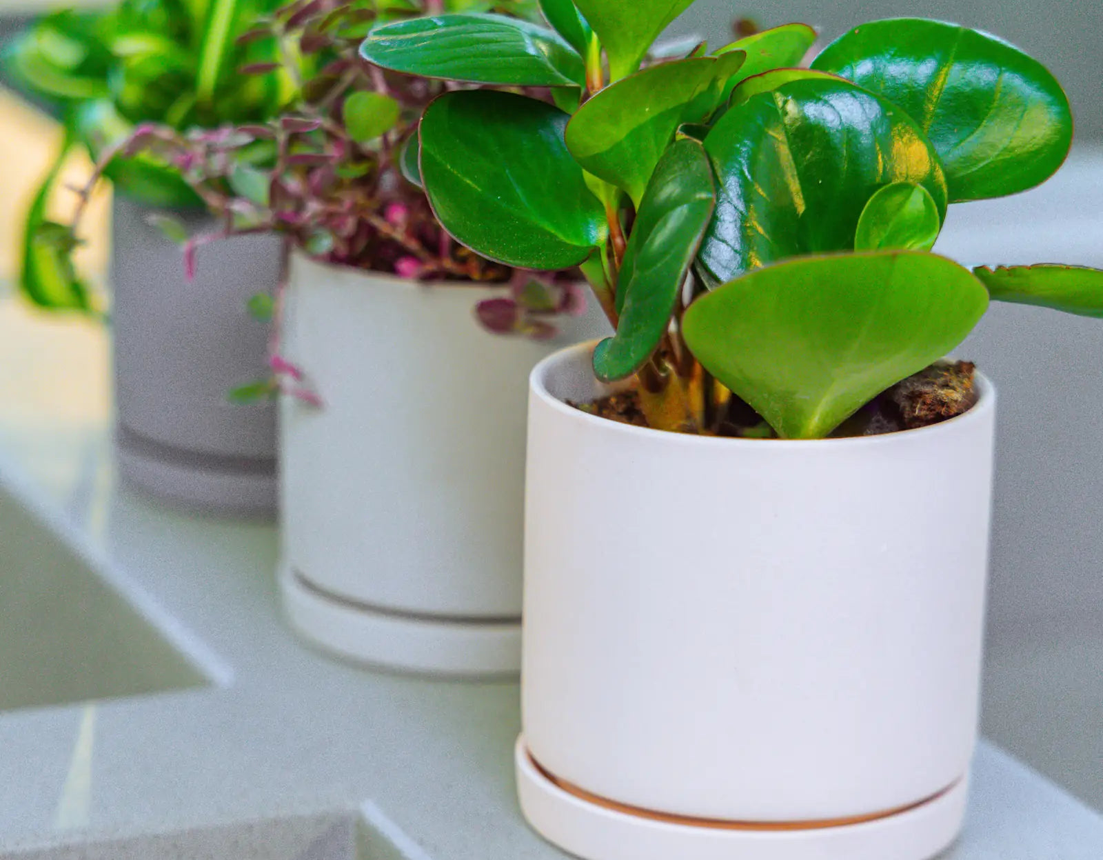 Chive Dojo medium matte ceramic planters in white, light grey, and blue-grey styled with houseplants on a kitchen counter.
