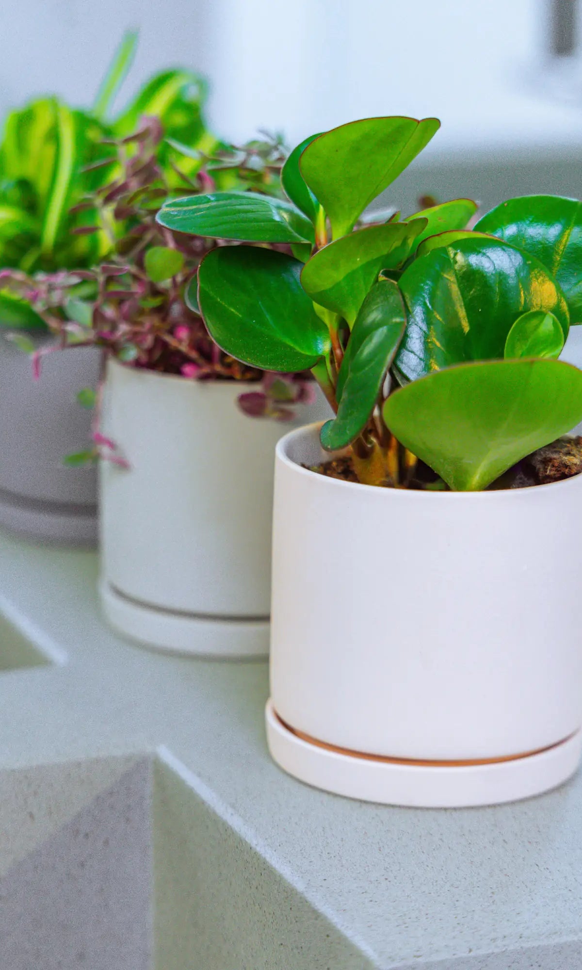 Chive Dojo medium matte ceramic planters in white, light grey, and blue-grey styled with houseplants on a kitchen counter.