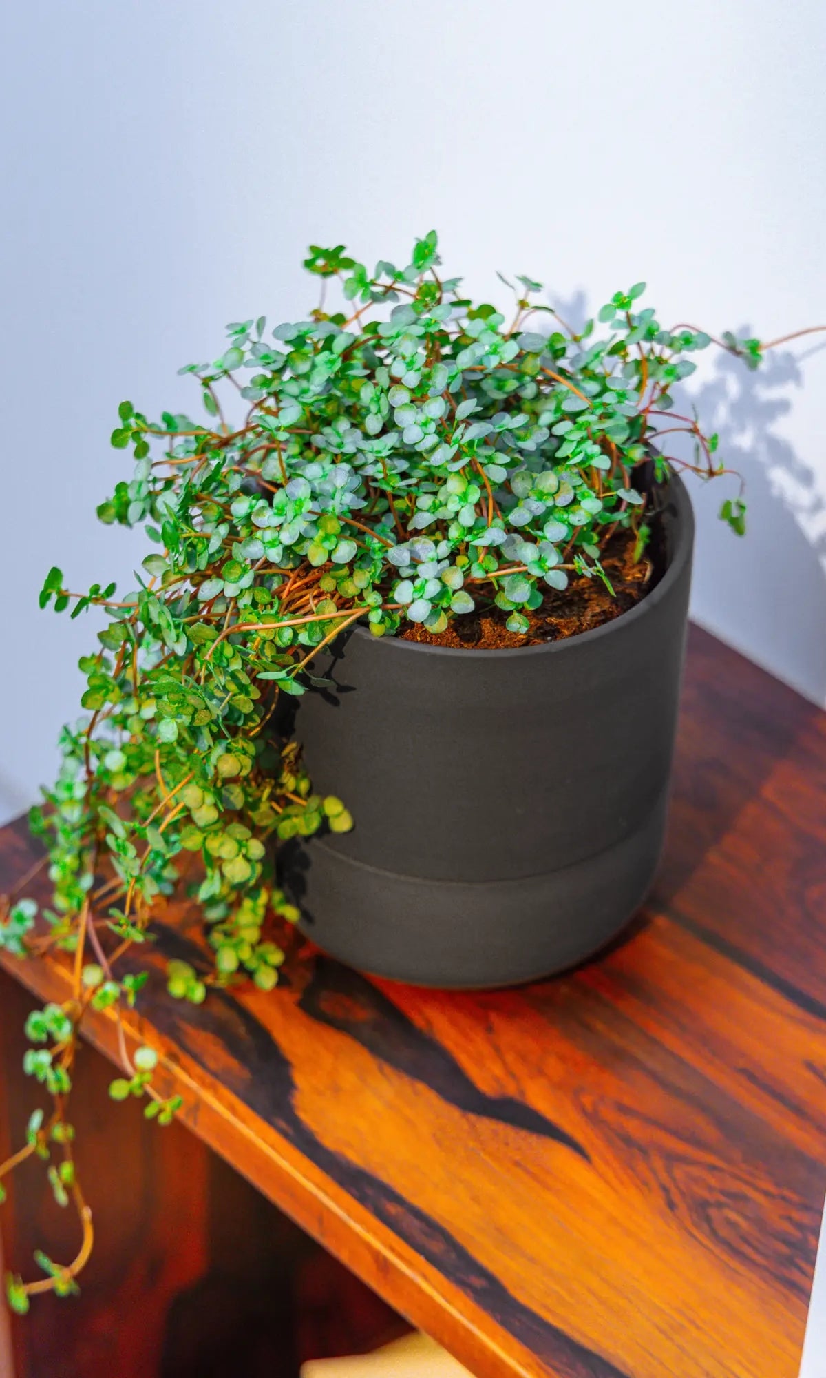 Chive Ryan black self-watering ceramic planter styled with trailing baby tears on a wood grain shelf.