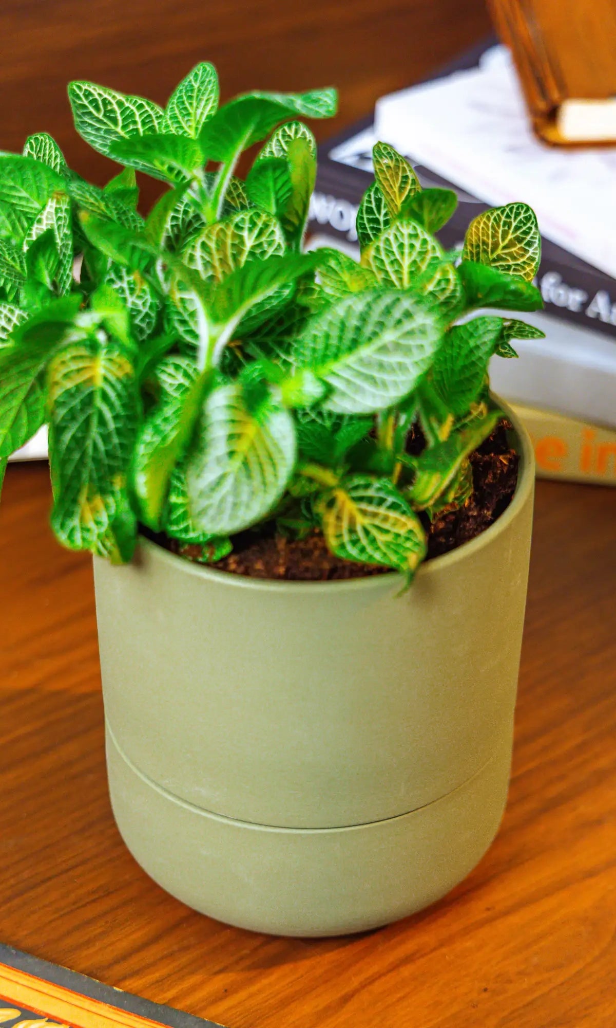 Chive Ryan olive self-watering ceramic planter styled with a fittonia on a wooden surface with stacked books.