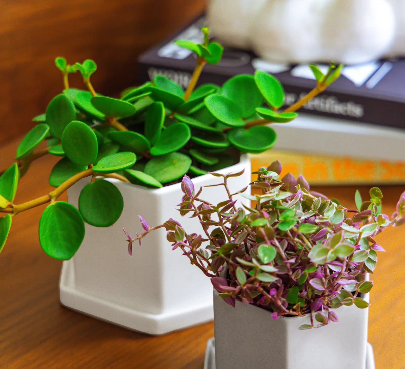 Chive Hexi ceramic planters in white and light grey in two sizes, styled with a jade plant and tradescantia on a wood surface.