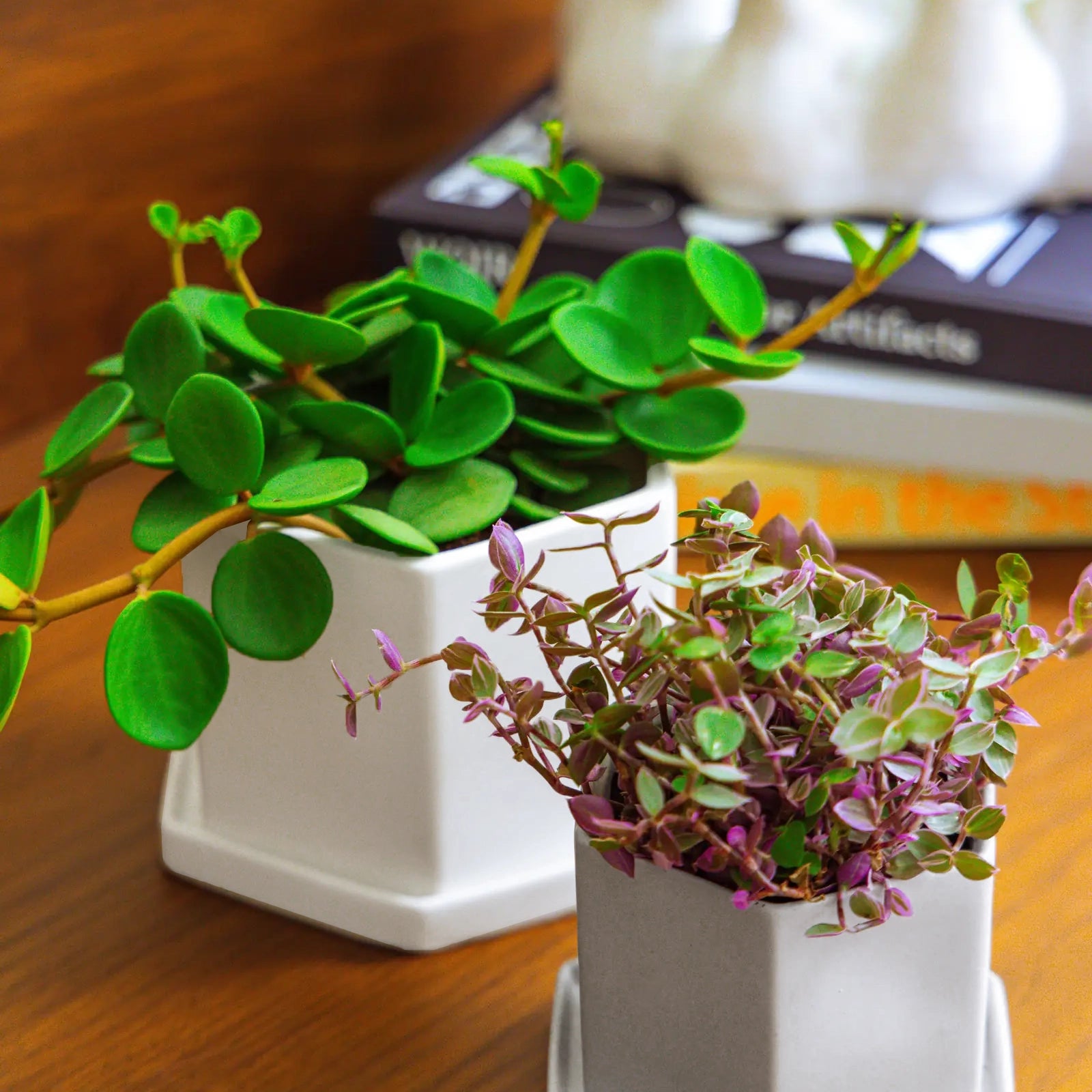 Chive Hexi ceramic planters in white and light grey in two sizes, styled with a jade plant and tradescantia on a wood surface.