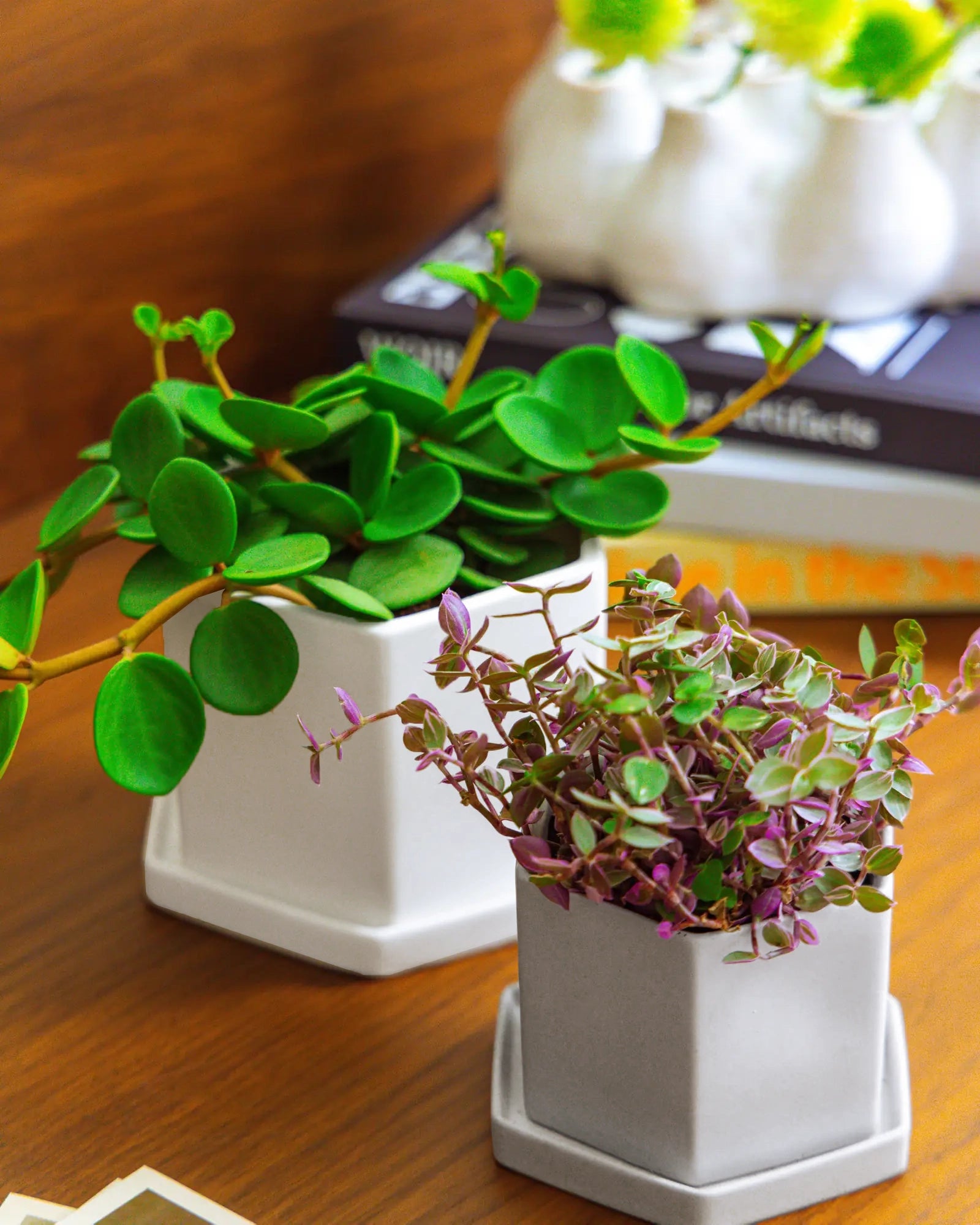 Chive Hexi ceramic planters in white and light grey in two sizes, styled with a jade plant and tradescantia on a wood surface.