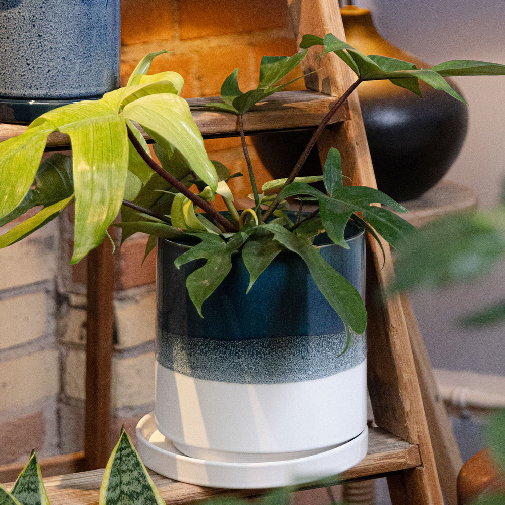 Chive Minute large green blue fully glazed ceramic planter pot styled with a plant on a wood ladder indoor.