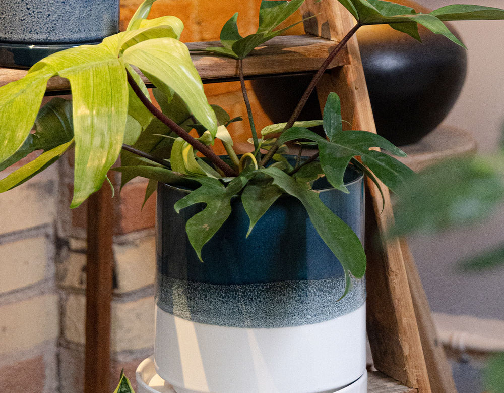 Chive Minute large green blue fully glazed ceramic planter pot styled with a plant on a wood ladder indoor.
