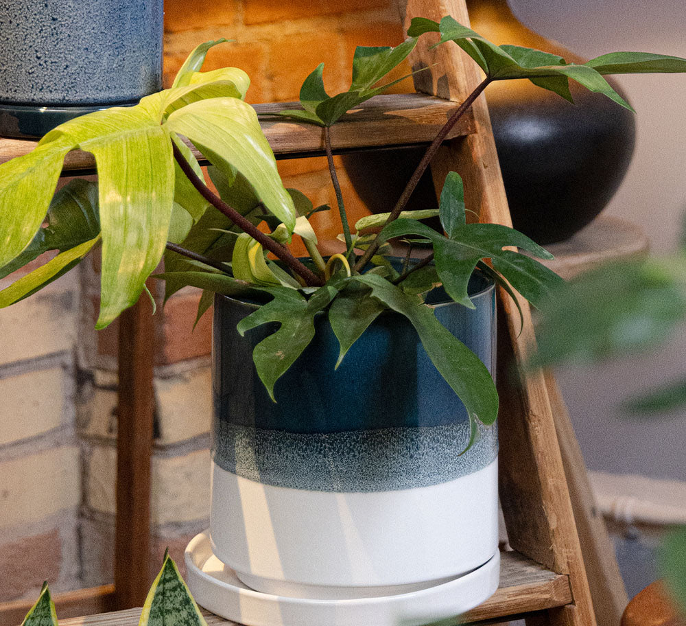 Chive Minute large green blue fully glazed ceramic planter pot styled with a plant on a wood ladder indoor.