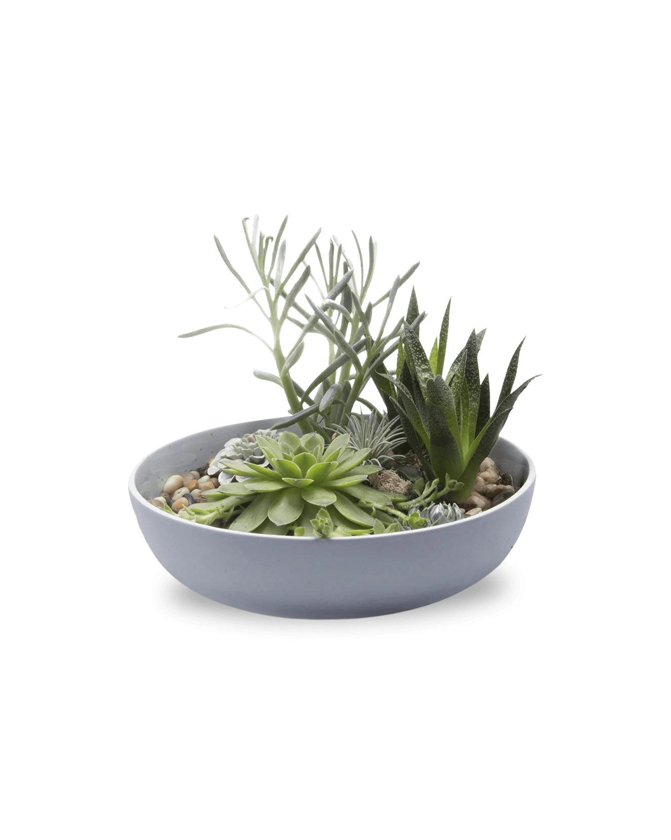 Moog Porcelain Succulent Garden Dish - Chive Ceramics Studio - Pots - Chive US