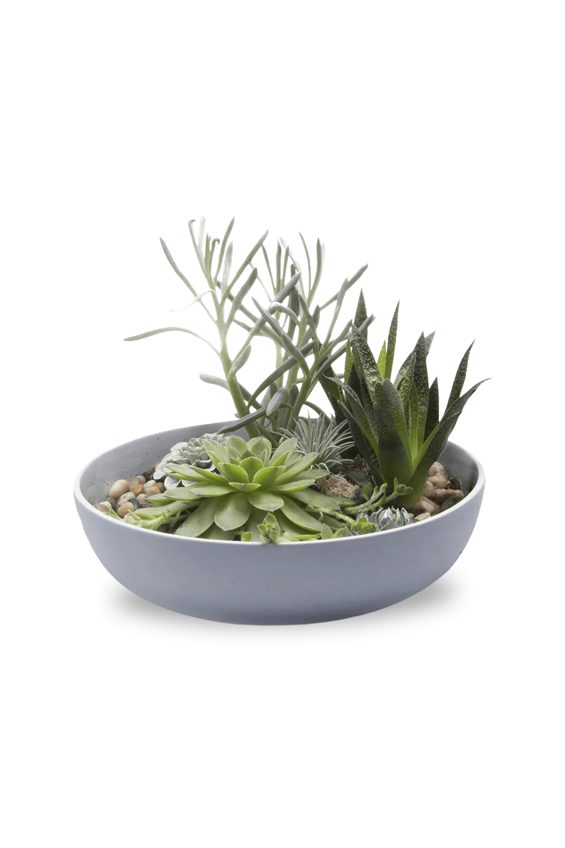 Moog Porcelain Succulent Garden Dish - Chive Ceramics Studio - Pots - Chive US