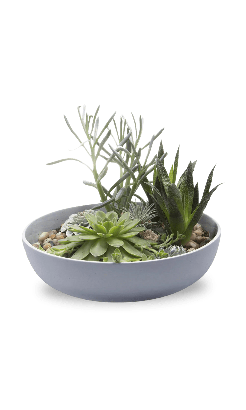 Moog Porcelain Succulent Garden Dish - Chive Ceramics Studio - Pots - Chive US