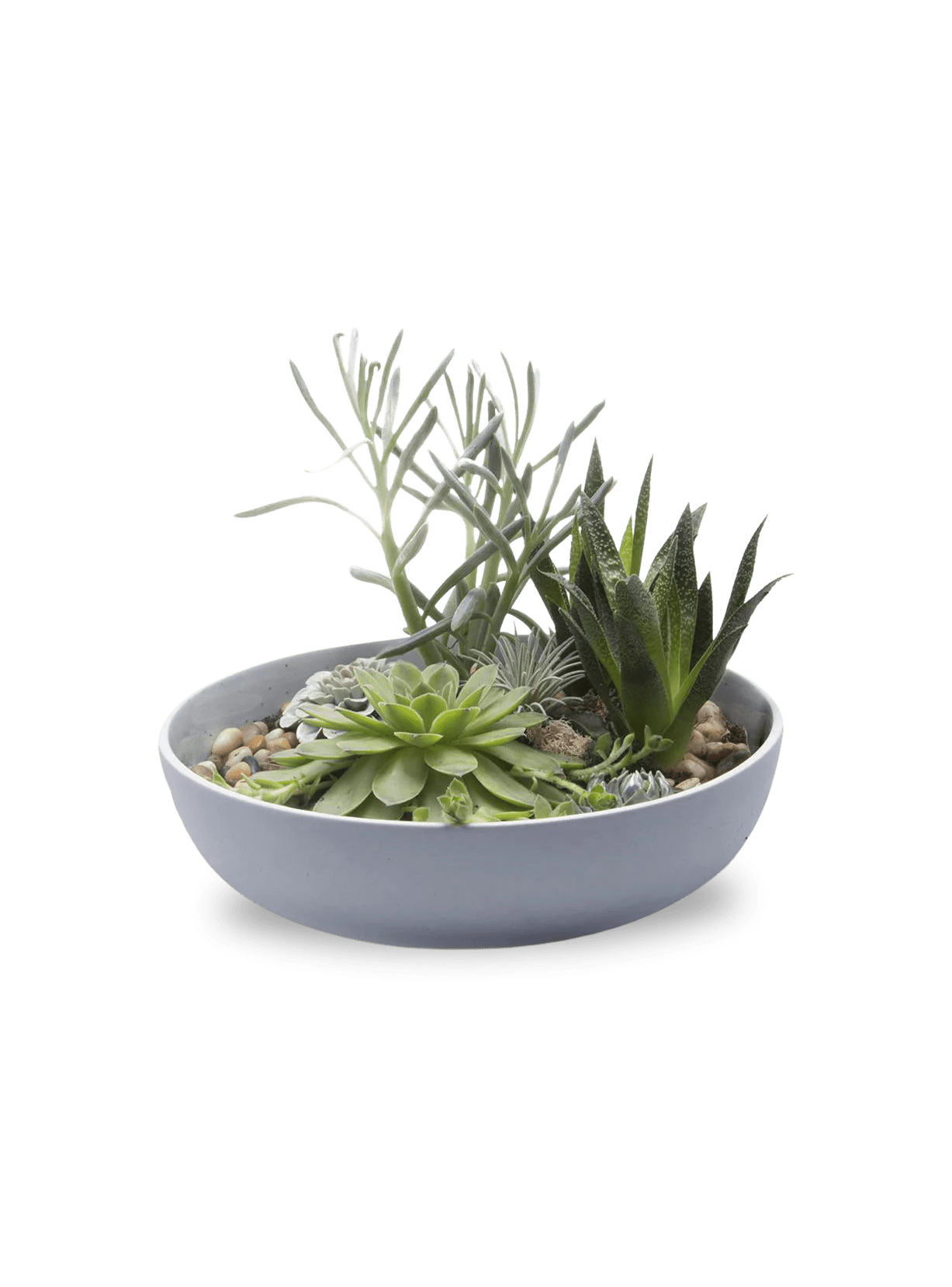 Moog Porcelain Succulent Garden Dish - Chive Ceramics Studio - Pots - Chive US