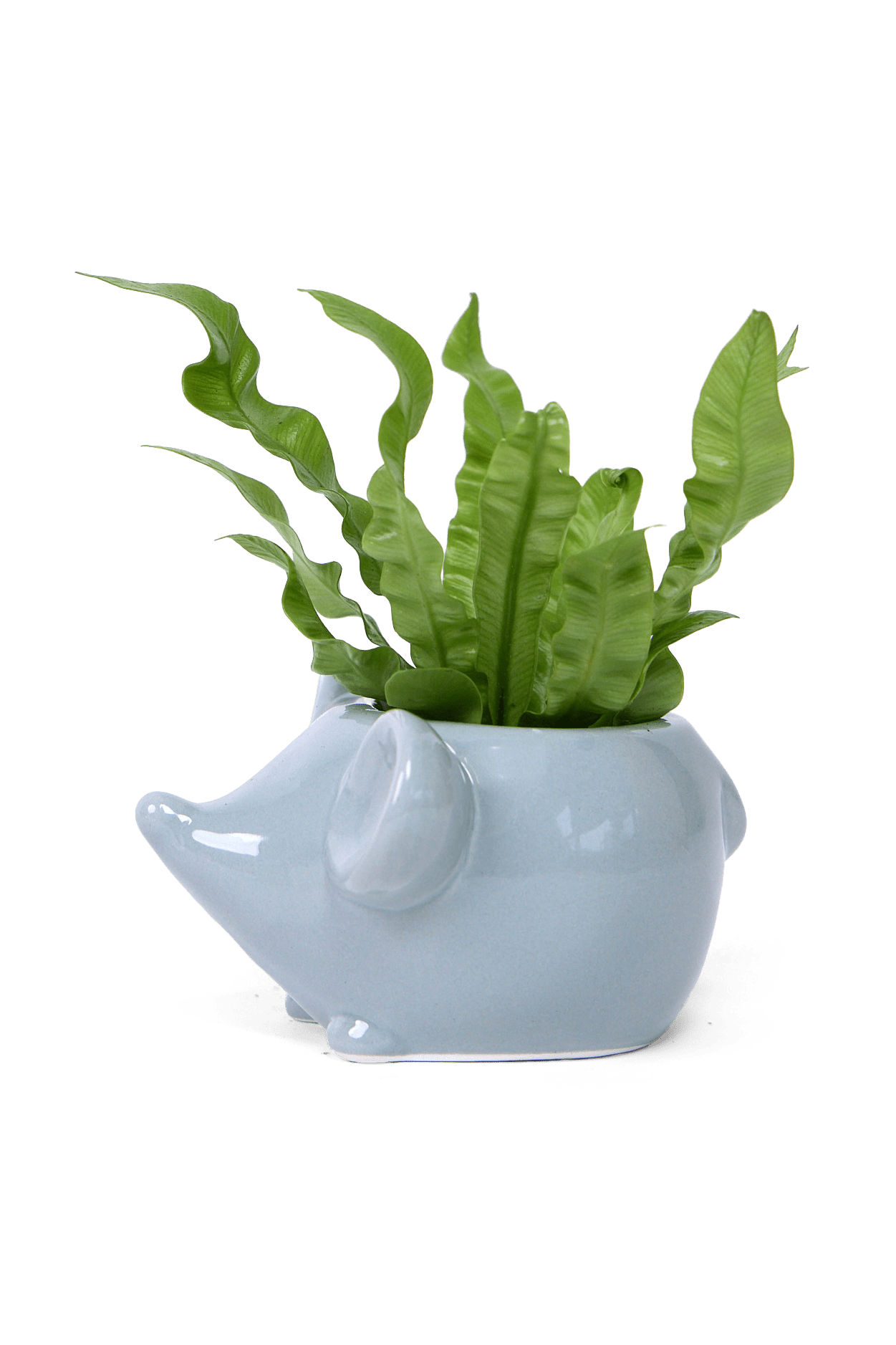 Mouse Ceramic Indoor Plant Pot For Succulents - Chive Ceramics Studio - Pots - Chive US