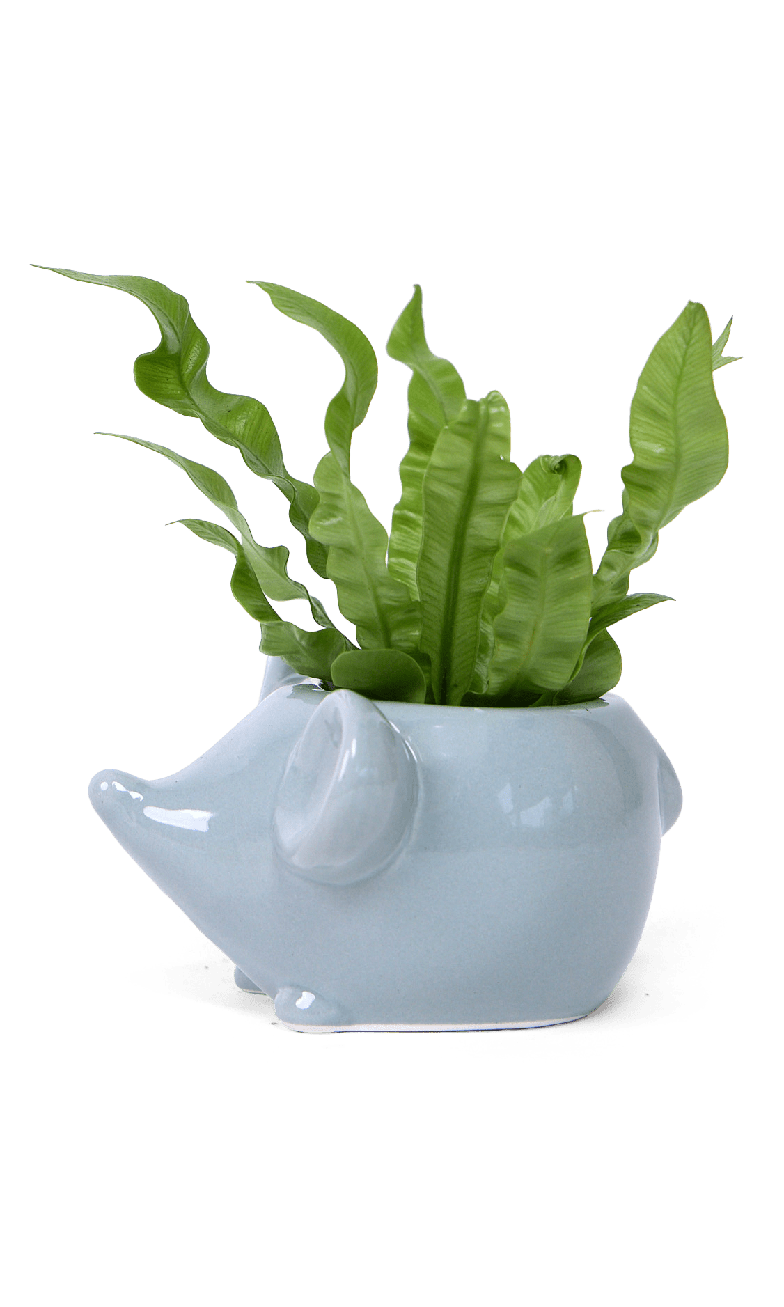 Mouse Ceramic Indoor Plant Pot For Succulents - Chive Ceramics Studio - Pots - Chive US