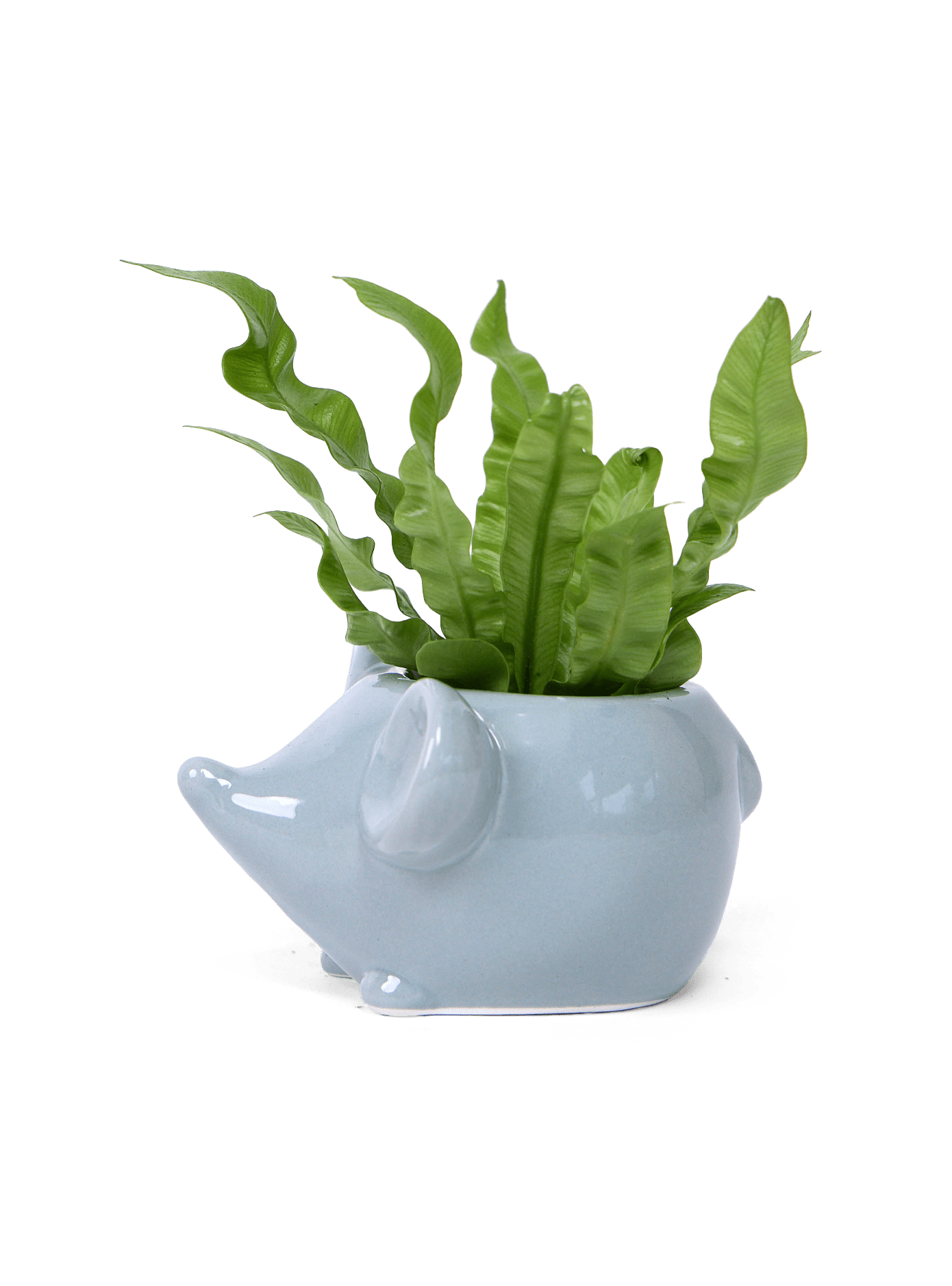 Mouse Ceramic Indoor Plant Pot For Succulents - Chive Ceramics Studio - Pots - Chive US