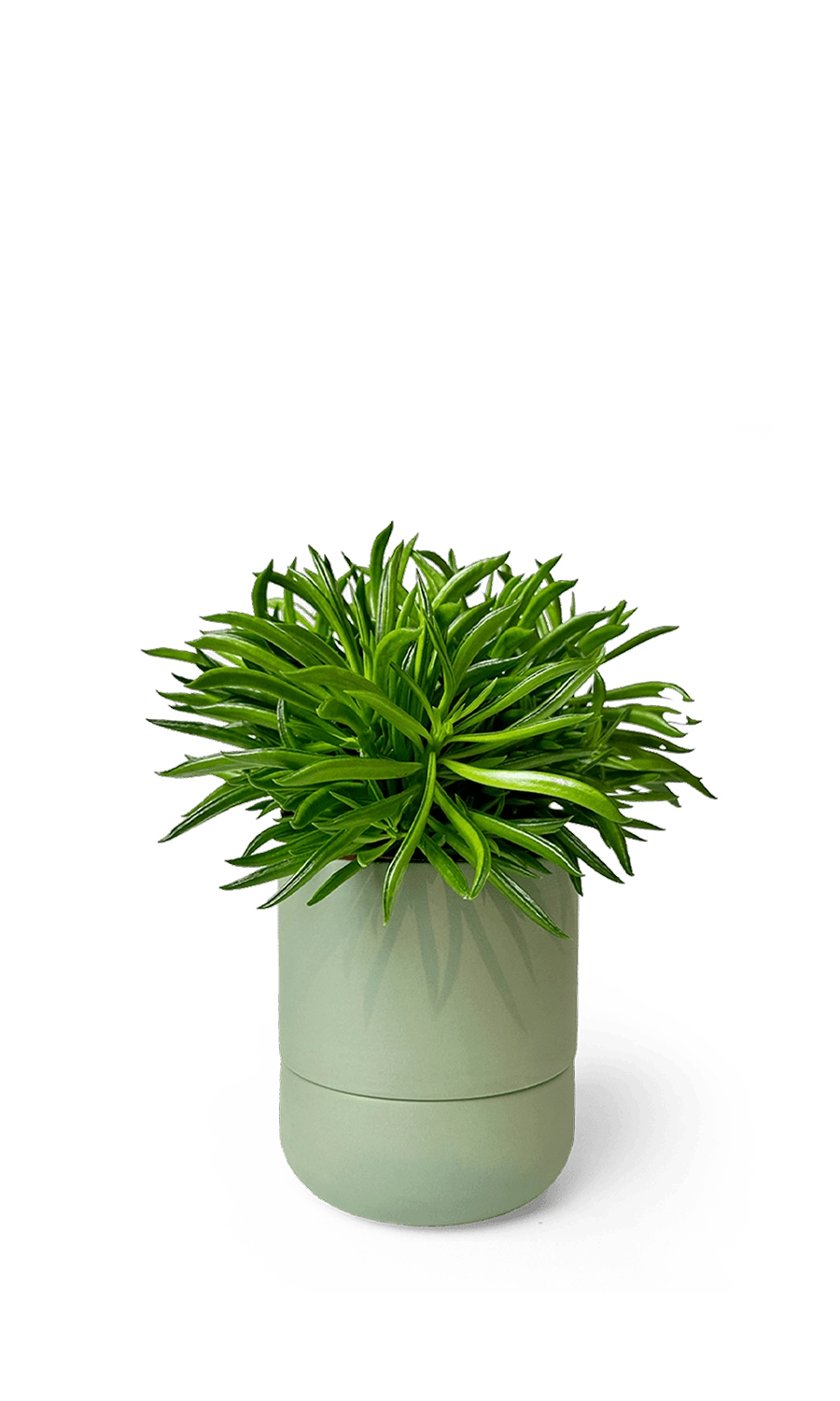 Olive Self-Watering Plants - Ryan - handmade by Chive Studio Toronto