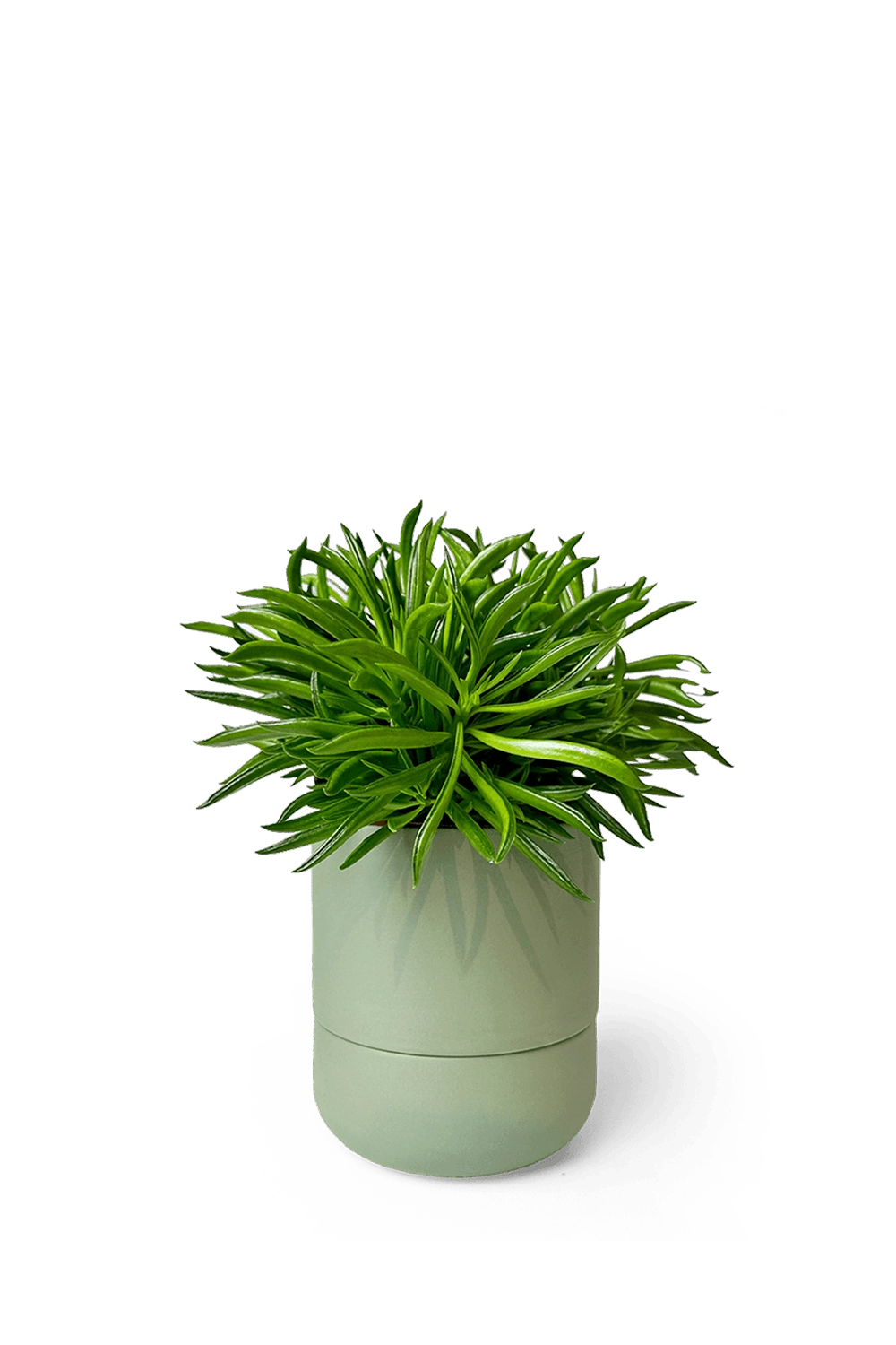 Olive Self-Watering Plants - Ryan - handmade by Chive Studio Toronto