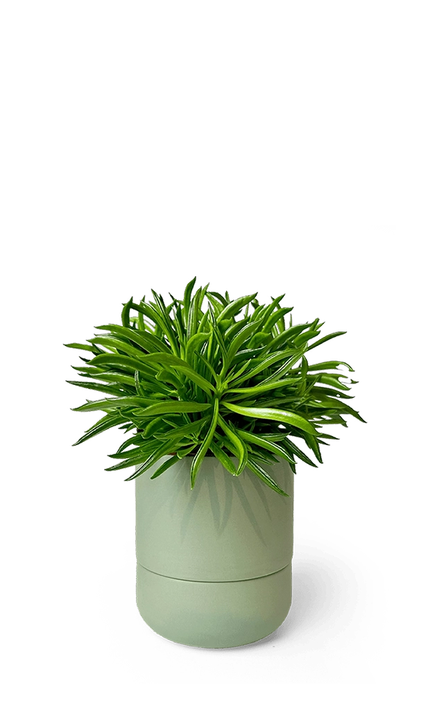 Olive Self-Watering Plants - Ryan - handmade by Chive Studio Toronto