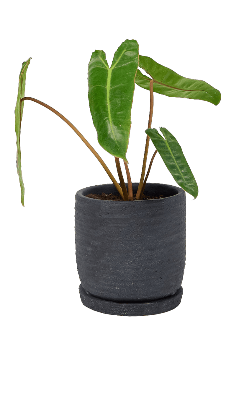 Paul Ceramic Pot And Saucer Set With Drainage - Chive Ceramics Studio - Pots - Chive US