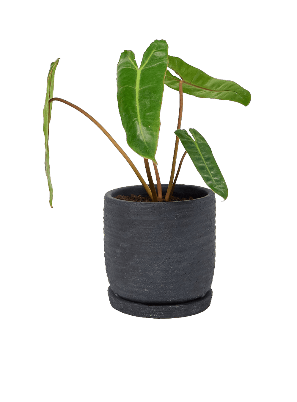 Paul Ceramic Pot And Saucer Set With Drainage - Chive Ceramics Studio - Pots - Chive US