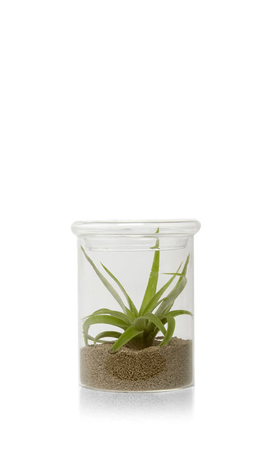 Clear Glass Terrarium Jar for Succulents - Petri - handmade by Chive Studio Toronto