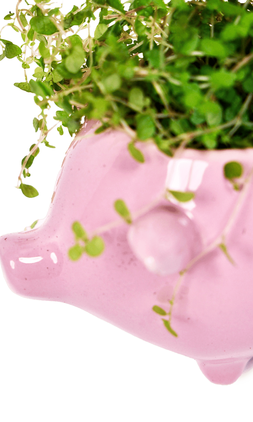 Pig Ceramic Indoor Plant Pot For Succulents - Chive Ceramics Studio - Pots - Chive Ceramics Studio