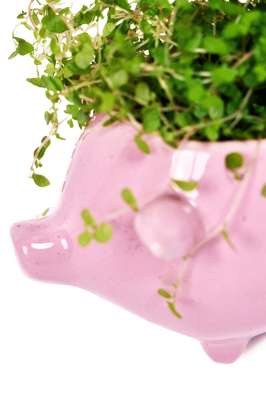 Pig Ceramic Indoor Plant Pot For Succulents - Chive Ceramics Studio - Pots - Chive Ceramics Studio